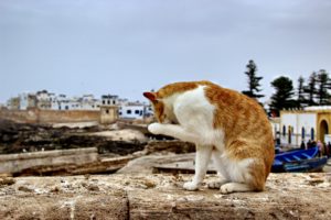 essaouira